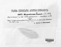 Lophodermium lauri image
